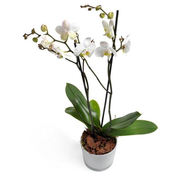 White Orchid with double branches